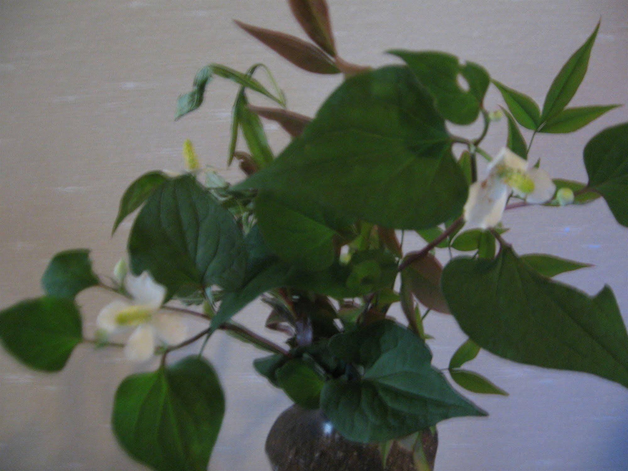 Ohto Ryokan 京都 外观 照片